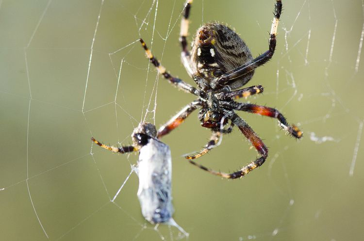 Orb-weaver spider Garden Orb Weaver Spiders at Spiderzrule the best site in the