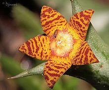 Orbea (plant) httpsuploadwikimediaorgwikipediacommonsthu