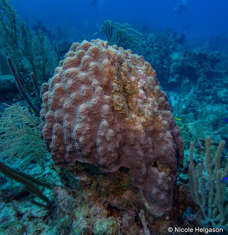 Orbicella Caribbean Coral Diaries Orbicella faveolata reefdiversio