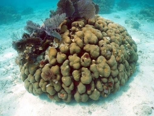 Orbicella annularis Coralpedia Montastraea annularis