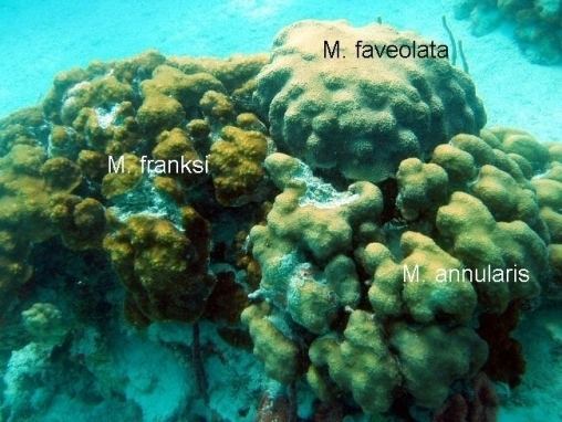 Orbicella annularis Coralpedia Montastraea annularis