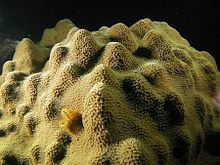 Orbicella faveolata httpsuploadwikimediaorgwikipediacommonsthu