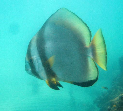 Orbicular batfish Orbicular batfish Platax orbicularis The Fish Directory