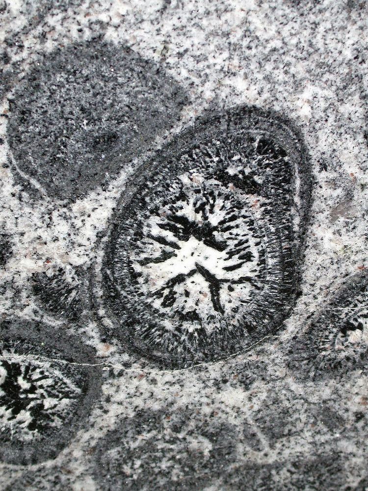 Orbicular granite