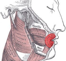 Orbicularis oris muscle