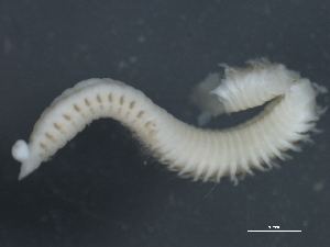 Orbiniidae BOLD Systems Taxonomy Browser Scoloplos sp CMC04 species