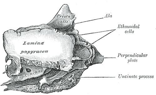 Orbital lamina of ethmoid bone