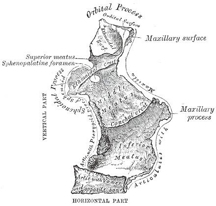 Orbital process of palatine bone