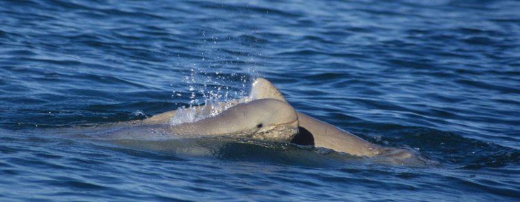 Orcaella Australian Snubfin Dolphin Species Guide WDC