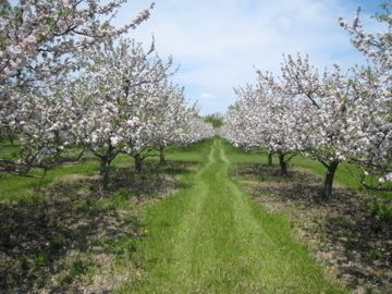 Orchard Heinz Orchard LLC Home