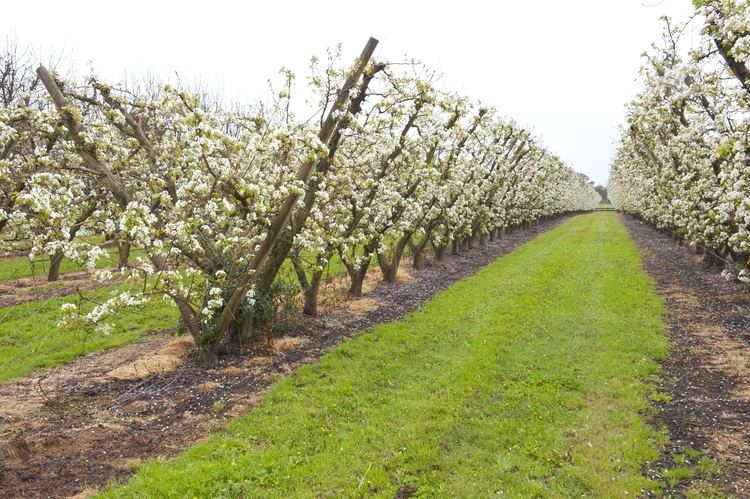 Orchard Establishing an orchard for small landholders Department of