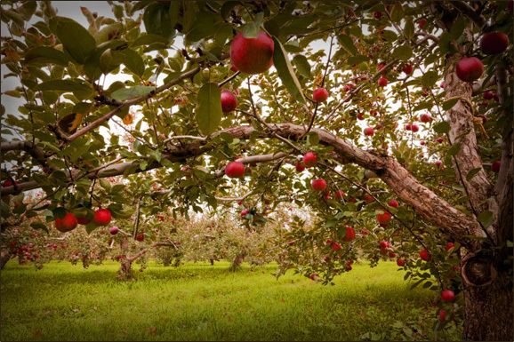 Orchard Sietsema Orchards amp Cider Mill U Pick Apples Hayrides