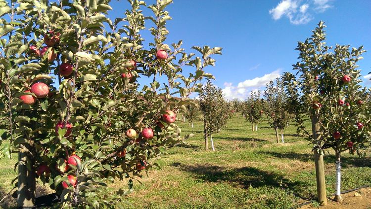 discovery zone orchard farm