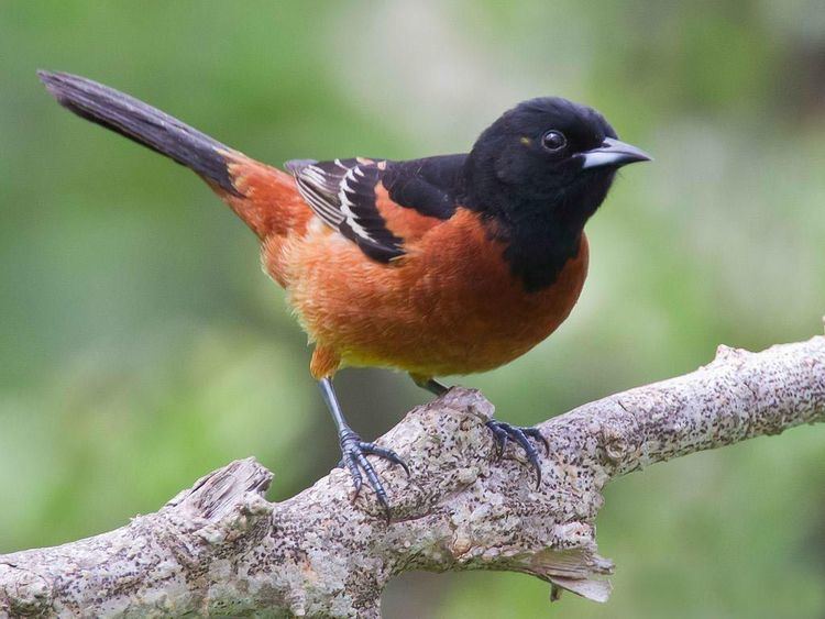 Image result for orchard oriole