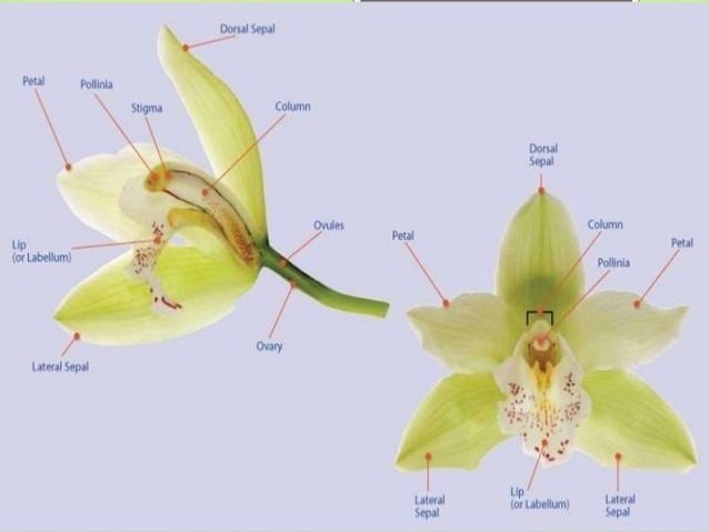Orchidaceae characteristics of the family Orchidaceae ppt