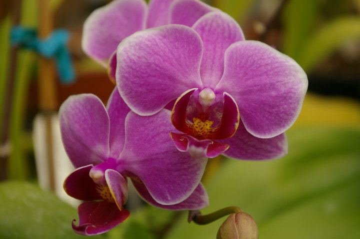 Orchidaceae Home Page