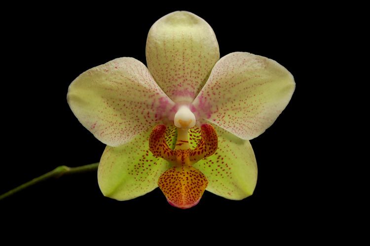 Orchidaceae FileOrchidaceae blackjpg Wikimedia Commons