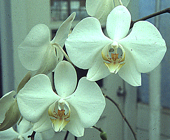 Orchidales wwwucmpberkeleyedumonocotslilifloraephalaeno