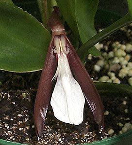 Orchidantha Genera in the Zingiberales Department of Botany Smithsonian
