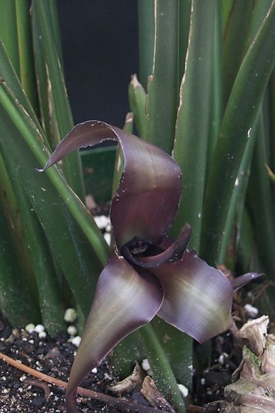 Orchidantha Genera in the Zingiberales Department of Botany Smithsonian