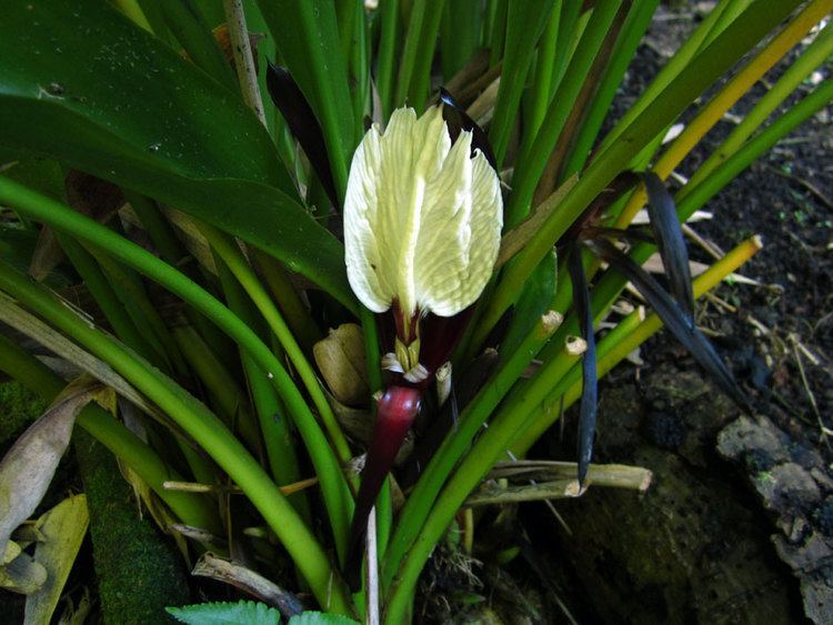Orchidantha Lowiaceae species list Orchidantha of Hawaii Tropical Botanical Garden