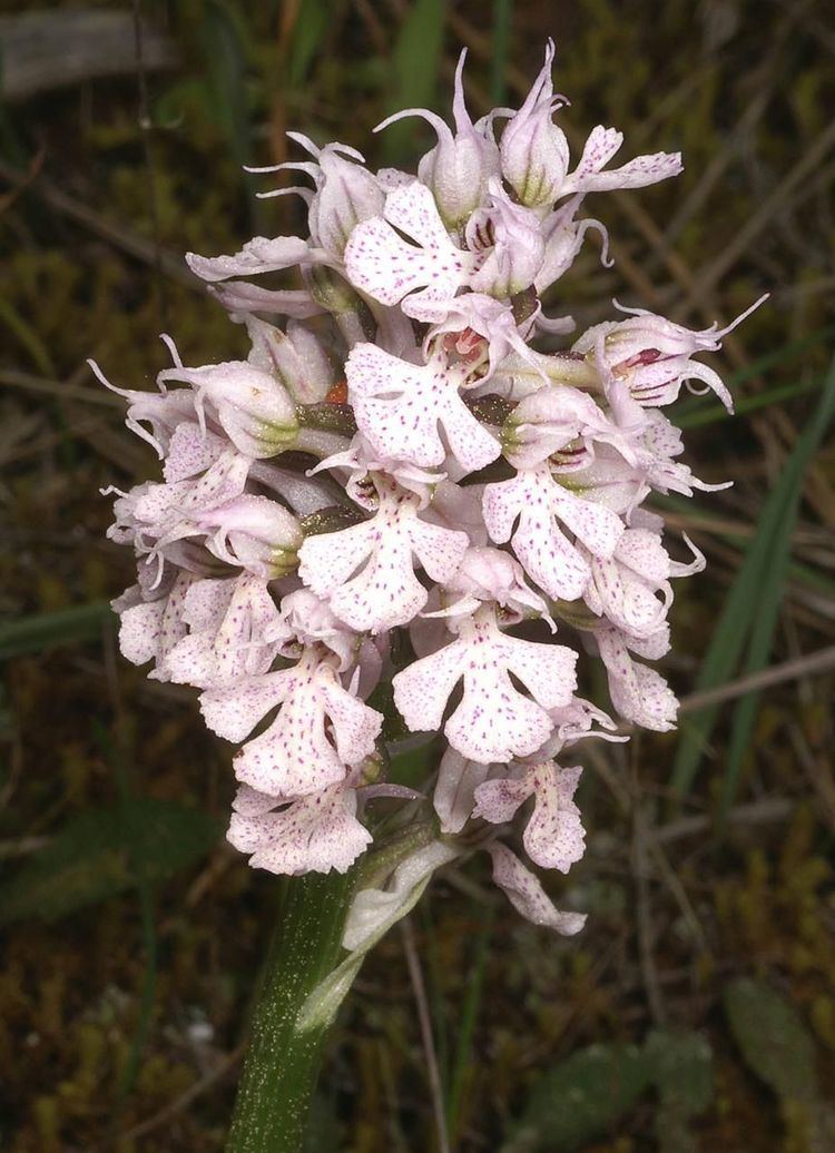 Orchidoideae httpsuploadwikimediaorgwikipediacommons99