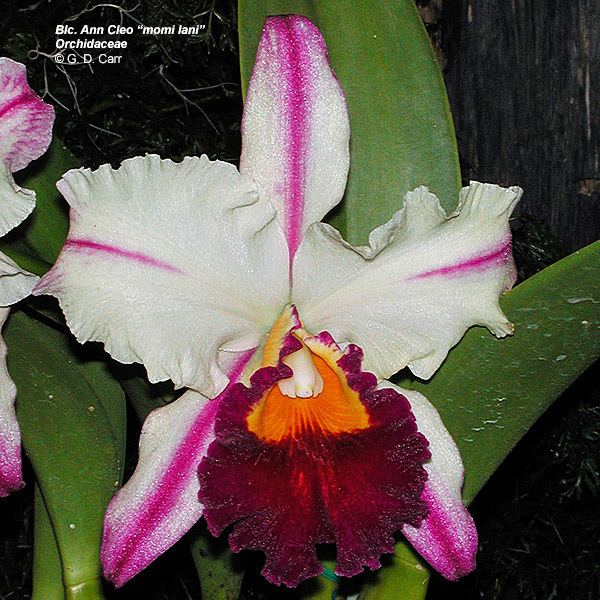Orchidoideae Flowering Plant Families UH Botany