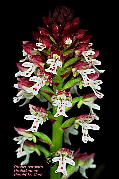 Orchidoideae Flowering Plant Families UH Botany