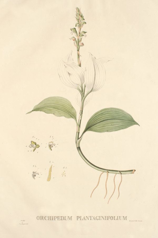 Orchipedum (plant)