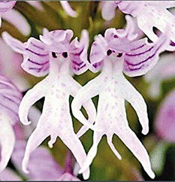 Orchis Amazoncom Orchis Men696 New Orchis Italica Also Known As