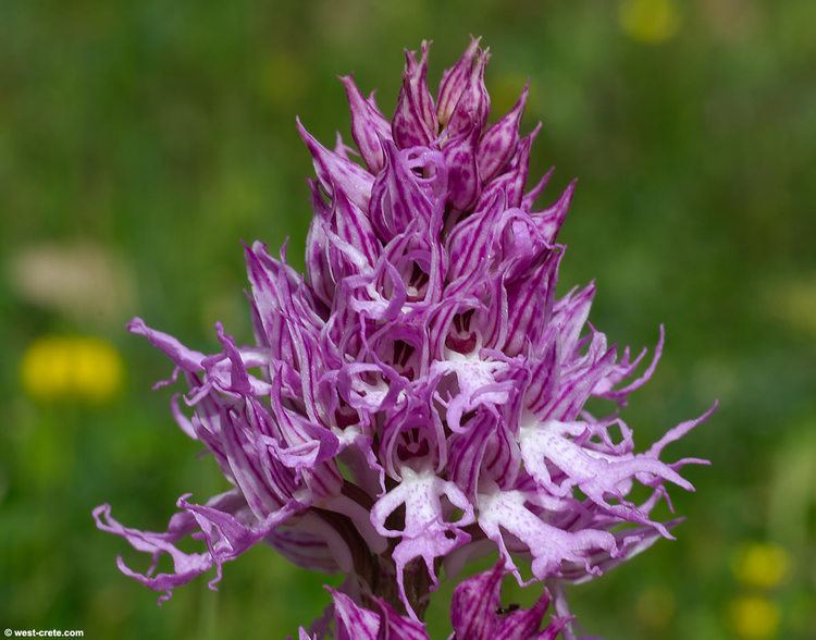 Orchis Orchis italica Italian orchid