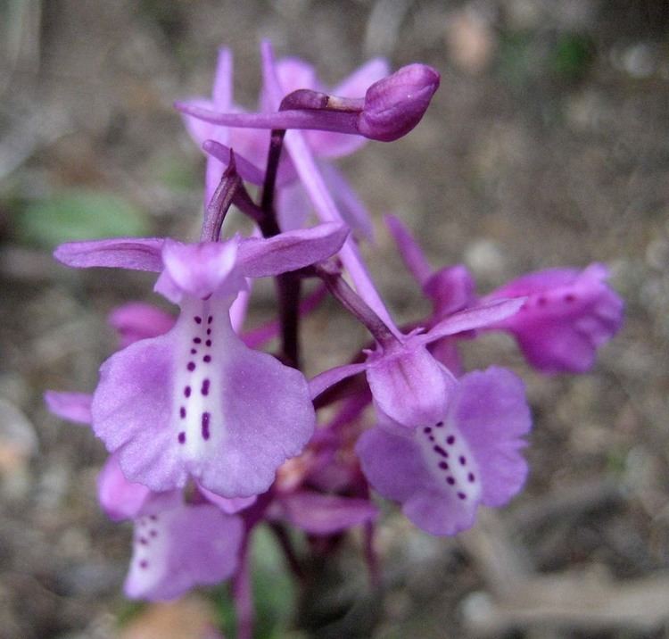 Orchis anatolica 