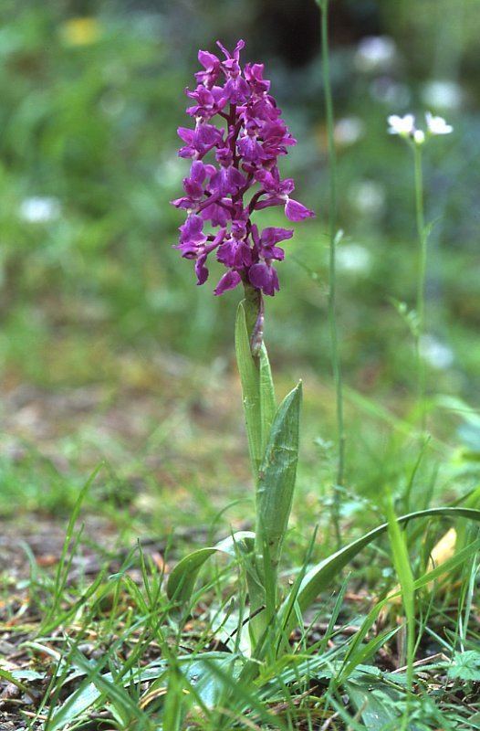 Orchis Orchis mascula Wikipedia