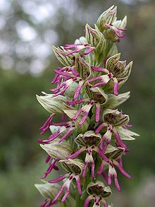 Orchis galilaea httpsuploadwikimediaorgwikipediacommonsthu