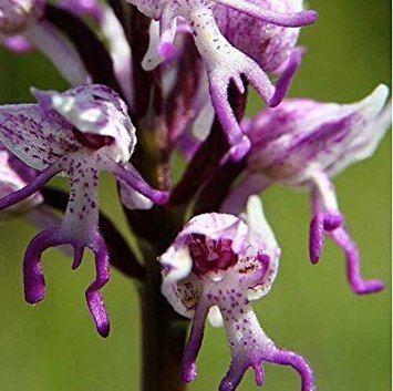 Orchis italica Amazoncom Orchis Men696 New Orchis Italica Also Known As