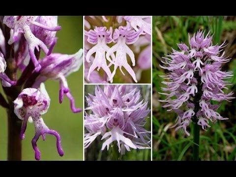 Orchis italica Naked Man Orchid Orchis Italica YouTube