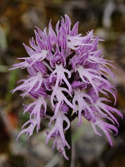 Orchis italica about the hanging naked man orchid