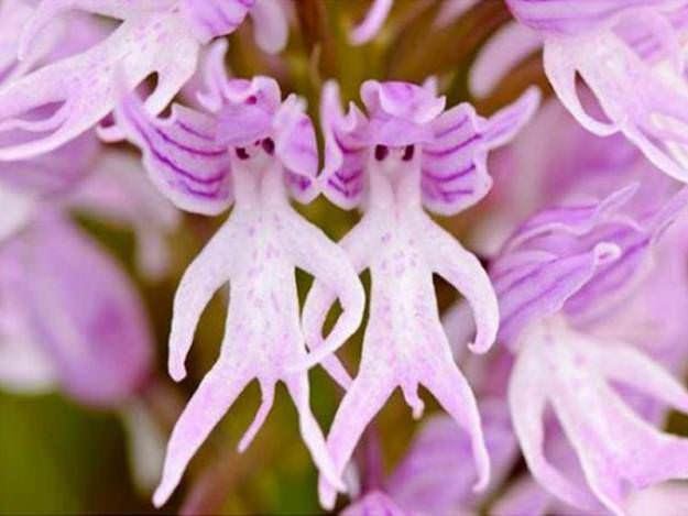 Orchis italica Amazing Orchis Italica Flower Naked Man Orchid 1001 Gardens