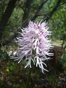 Orchis italica httpsuploadwikimediaorgwikipediacommonsthu