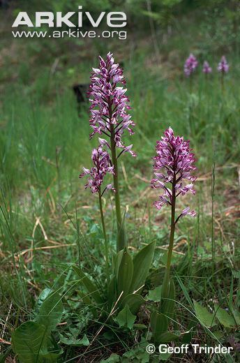 Orchis militaris Military orchid videos photos and facts Orchis militaris ARKive