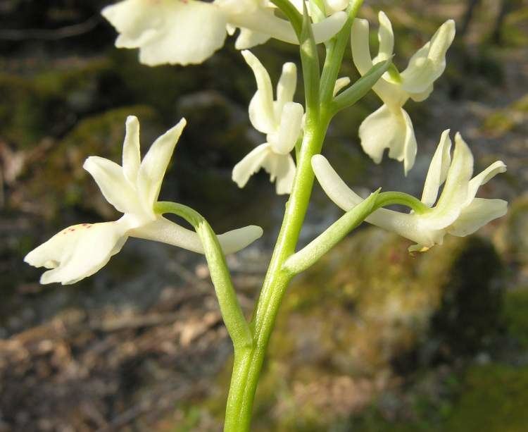 Orchis provincialis Orchis provincialis Specie della flora italiana