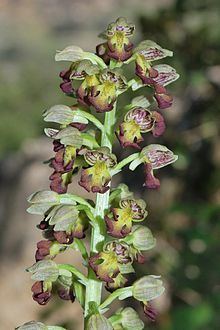 Orchis punctulata httpsuploadwikimediaorgwikipediacommonsthu