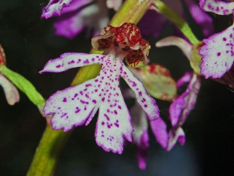 Orchis purpurea FileOrchidaceae Orchis purpureaJPG Wikimedia Commons