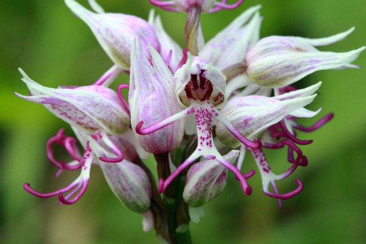 Orchis simia Orchis simia Again by organicvision on DeviantArt