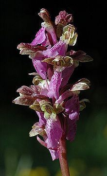 Orchis spitzelii httpsuploadwikimediaorgwikipediacommonsthu