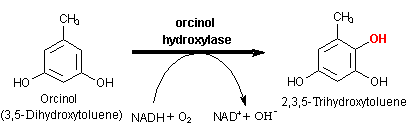 Orcinol EAWAGBBD reaction reacID r0092
