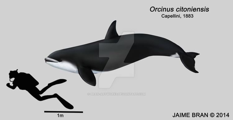 Orcinus citoniensis Orcinus citoniensis by BranArtworks on DeviantArt