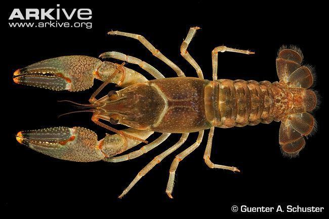 Orconectes Louisville crayfish videos photos and facts Orconectes jeffersoni