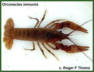 Orconectes immunis USA Crayfish