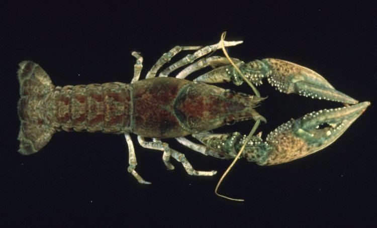 Orconectes immunis Crayfish Taxon Browser Species Page
